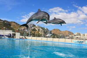 Two dolphins jumping above a swimming pool.