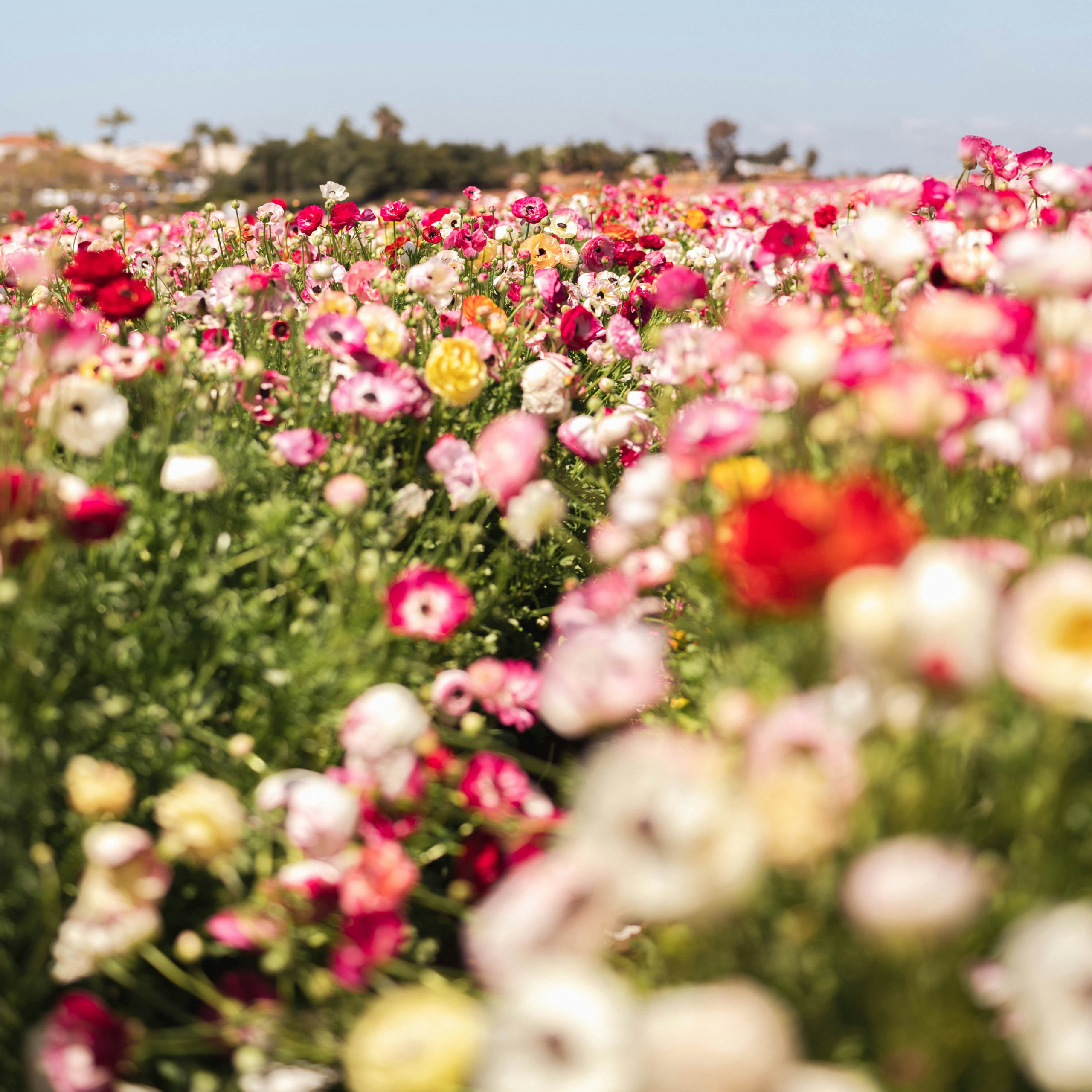Vibrant flower field in bloom under clear sky
